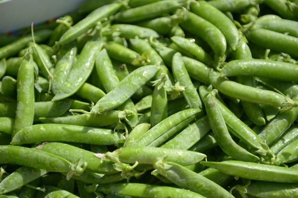 Torup Bakkegaard 29 1024X683